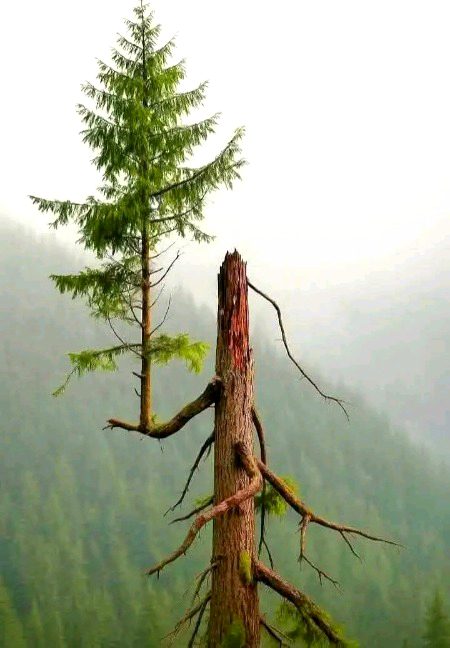 تمہیں لوگوں میں کوئی مکمل نہیں ملے گا, لہٰذا ایسے شخص کو تلاش کرو جس کی خامیاں تمہیں تکلیف نہ دیں۔