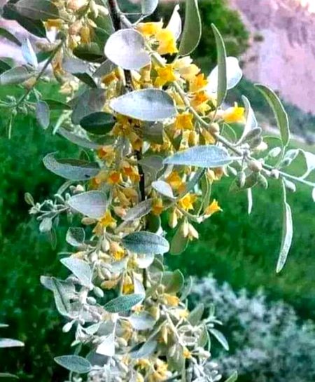 Beautiful Nature image