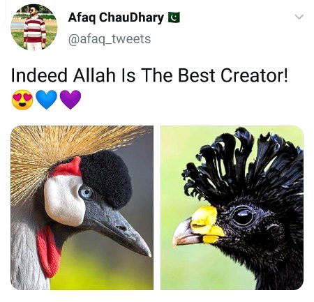 Masha Allah