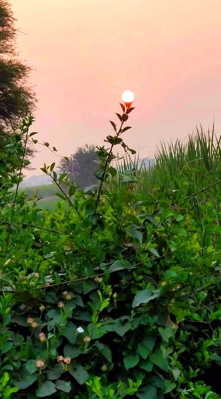 Beautiful Nature image