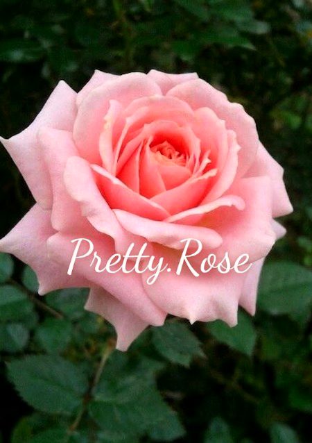 Ye Pretty.Rose koN Hy 🤔