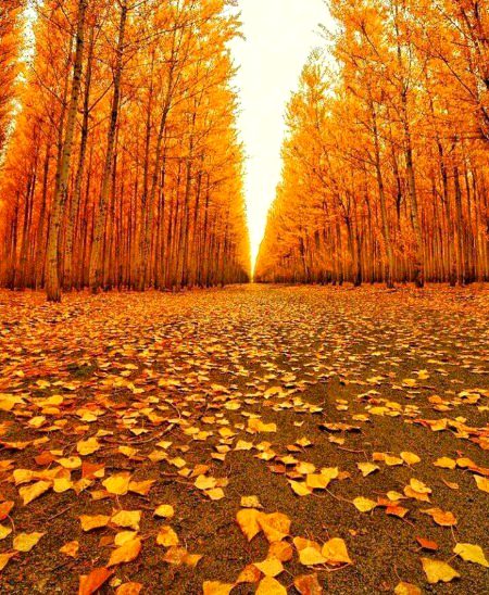 Beautiful Nature image