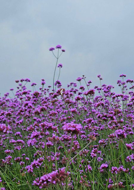 Beautiful Nature image