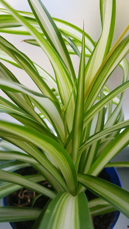 Should I repot my spider plant right away or?