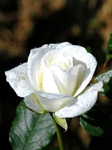 Beautiful Nature image