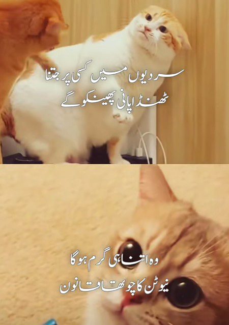 Memes & Satire image