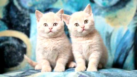 Beautiful Nature image