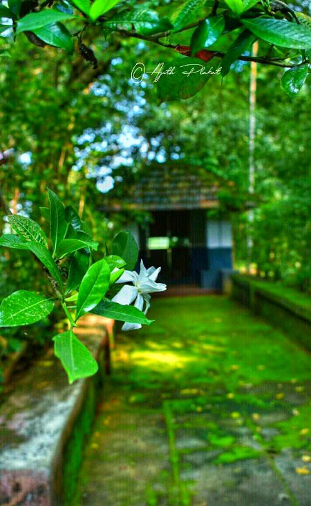 Beautiful Nature image