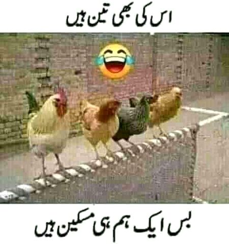 Memes & Satire image