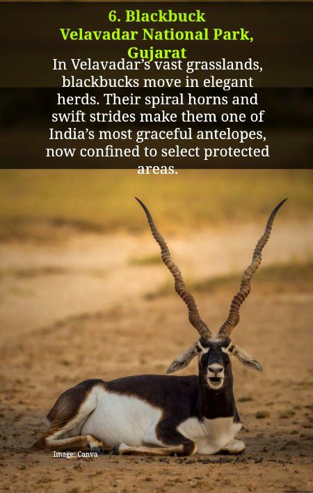 Black Bucks 🙂