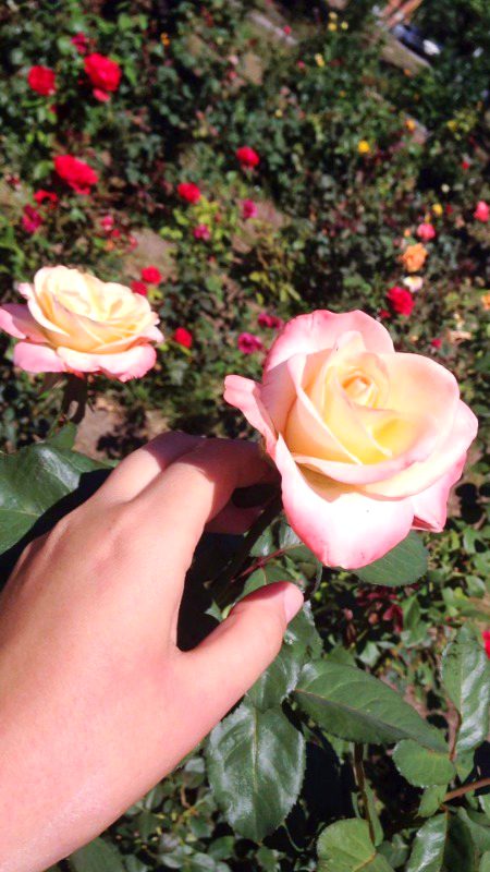 Beautiful Nature image