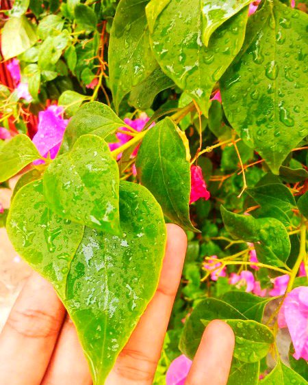 Beautiful Nature image