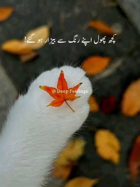 کچھ پھول اپنے ہی رنگ سے