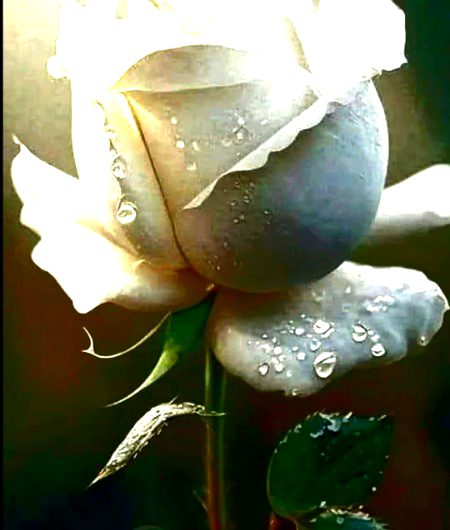 Beautiful Nature image