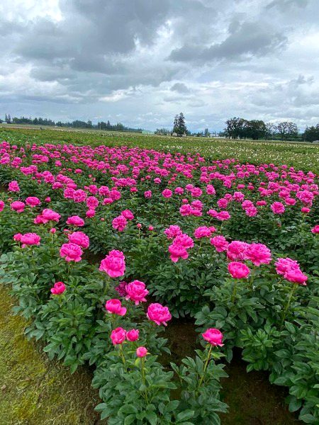 Beautiful Nature image