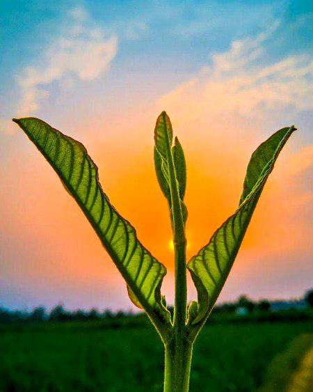 Beautiful Nature image