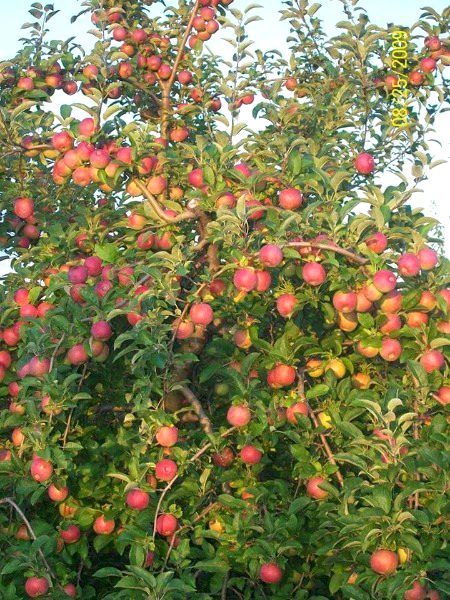 Beautiful Nature image