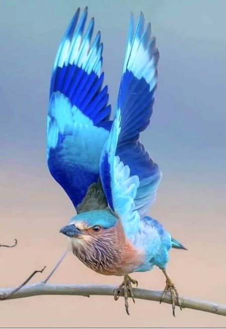 Beautiful Nature image