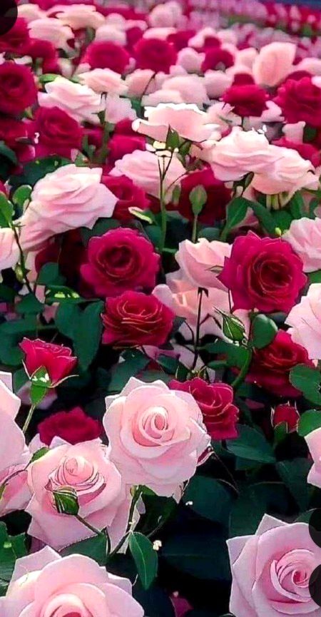 Beautiful Nature image