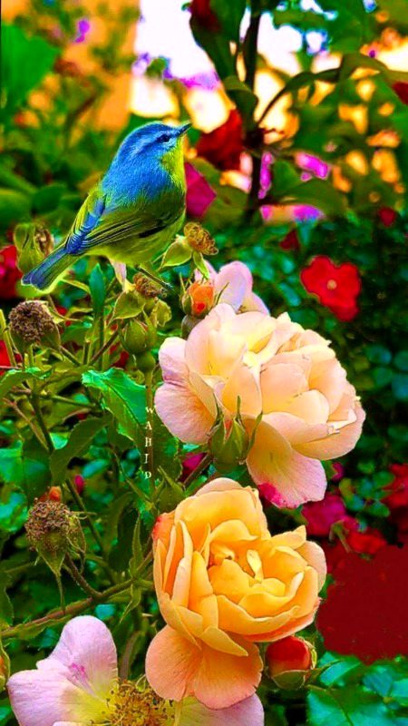 Beautiful Nature image