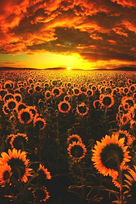 Beautiful Nature image