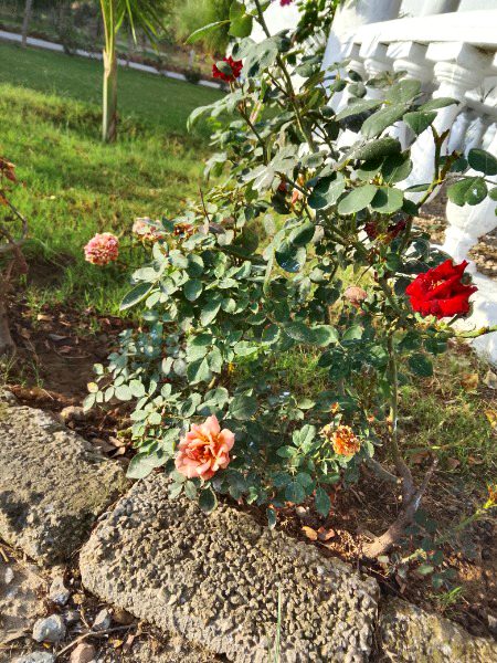 لاکھ کوشش کرو مگر اس نے، 
گفتگو میں پہل نہیں کرنی۔
عبید رضا عباس