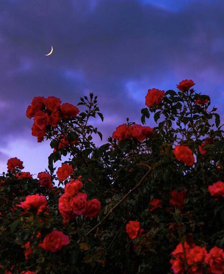 Beautiful Nature image