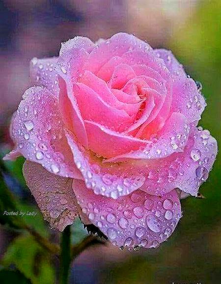 Beautiful Nature image