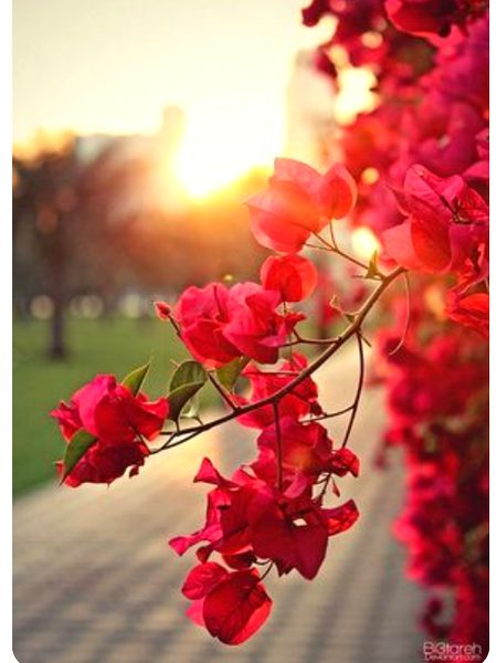 Beautiful Nature image