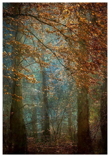 Beautiful Nature image