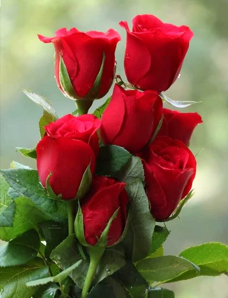 ﮐُﭽﮫ ﻟﻮﮒ۔۔
ﮔُﻼﺑﻮﮞ ﮐﯽ ﻃﺮﺡ ﮨﻮﺗﮯ ﮨﯿﮟ،
ﺍِن کا ﻧﺎﻡ ﻟﯿﺘﮯ ﮨﯽ ﮨﻤﺎﺭﮮ ﺍِﺭﺩﮔﺮﺩ ﺧُﻮﺷﺒﻮ ﭘﮭﯿﻞ ﺟﺎﺗﯽ ﮨﮯ۔
ﮐُﭽﮫ ﻟﻮﮒ۔۔
ﮔﮭﭩﺎﺅﮞ ﮐﯽ ﻃﺮﺡ ﮨﻮﺗﮯ ﮨﯿﮟ،
ﺟﻮ ﺩُﻭﺳﺮﻭﮞ ﭘﺮ ﺍِس ﻄﺮﺡ ﺑﺮﺳﺘﮯ ﮨﯿﮟﮐﮧ ﺯِﻧﺪﮔﯽ ﮐﯽ ﺳﺨﺖ ﺩُﮬﻮﭖ ﻧﺮﻡ ﭼﮭﺎﺅﮞ ﻣﯿﮟ ﺗﺒﺪﯾﻞ ﮨﻮ ﺟﺎﺗﯽ ﮨﮯ۔
ﮐُﭽﮫ ﻟﻮﮒ۔۔
ﺳِﺘﺎﺭﻭﮞ ﮐﯽ ﻃﺮﺡ ﮨﻮﺗﮯ ﮨﯿﮟ،
ﺟﻮ ﺩُﻭﺭ ﺳﮯ ﭼﻤﮑﺘﮯ ﮨﯿﮟ ﻣﮕﺮ ﮨﻤﺎﺭﮮ ﮨﺎﺗﮫ ﻧﮩﯿﮟ ﺁﺗﮯ
ﮐُﭽﮫ ﻟﻮﮒ۔۔
ﮔﮭﺮﻭﮞ ﮐﯽ ﻃﺮﺡ ﮨﻮﺗﮯ ﮨﯿﮟ،
ﻭﮦ ﭼﺎﮨﮯ ﮨﻢ ﺳﮯ ﮐﺘﻨﯽ ﺩﻭﺭ ہی ﮐﯿﻮﮞ ﻧﮧ ﮨﻮﮞ، ﺩِﻝ ﺍُﻧﮑﯽ ﺭُﻭﺡ ﻣﯿﮟ ﺳﻤﭧ ﺟﺎﻧﮯ ﮐﮯلیئے ﺑﮯ ﭼﯿﻦ ﺭﮨﺘﺎ ﮨﮯ۔
ﮐُﭽﮫ ﻟﻮﮒ۔۔
ﺧﻄﻮﮞ ﮐﯽ ﻃﺮﺡ ﮨﻮﺗﮯ ﮨﯿﮟ،
ﺟﻨﮩﯿﮟ ﺑﺎﺭ ﺑﺎﺭ ﭘﮍﮪ ﮐﺮ ﺑﮭﯽ ﺩِﻝ ﻧﮩﯿﮟ ﺑﮭﺮﺗﺎ، ﺍﻭﺭ ﺩِﻝ ﭼﺎہتا ﮨﮯ ﮐﮧ ﮨﻤﯿﺸﮧ ﮨﻤﺎﺭﮮ ﭘﺎﺱ ﺭﮨﯿﮟ۔
ﮐُﭽﮫ ﻟﻮﮒ۔۔
ﻧﮕﺎﮦ ﮐﯽ ﻃﺮﺡ ﮨﻮﺗﮯ ﮨﯿﮟ
"ﻭﮦ ﺳﺎﺗﮫ ﮨﻮﮞ ﺗﻮ ﺍﻧﺪﮬﯿﺮﻭﮞ ﻣﯿﮟ ﺑﮭﯽ ﺭﺍﺳﺘﮯ ﻣِﻞ ﺟﺎﺗﮯ ﮨﯿﮟ۔
کچھ نئے لوگ۔۔
ہماری زندگی میں پُرانے لوگوں کی قدر بڑھانے کے لیئے آتے ہیں۔ 💕