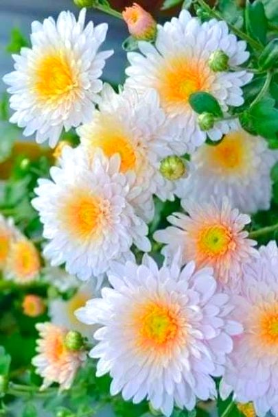 Beautiful Nature image