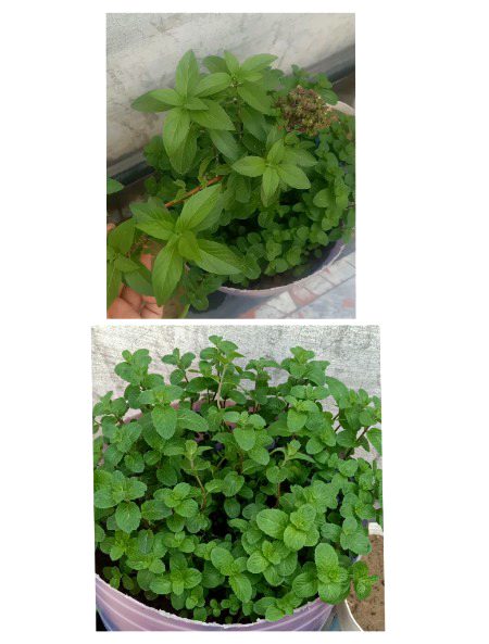 MY little Gardening🥰 MashaAllah😍😘🥰❤️