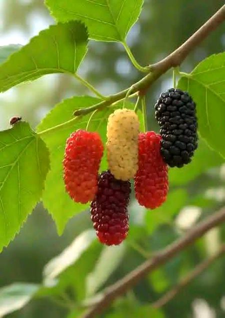 Beautiful Nature image