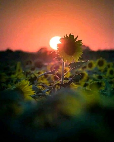 Beautiful Nature image