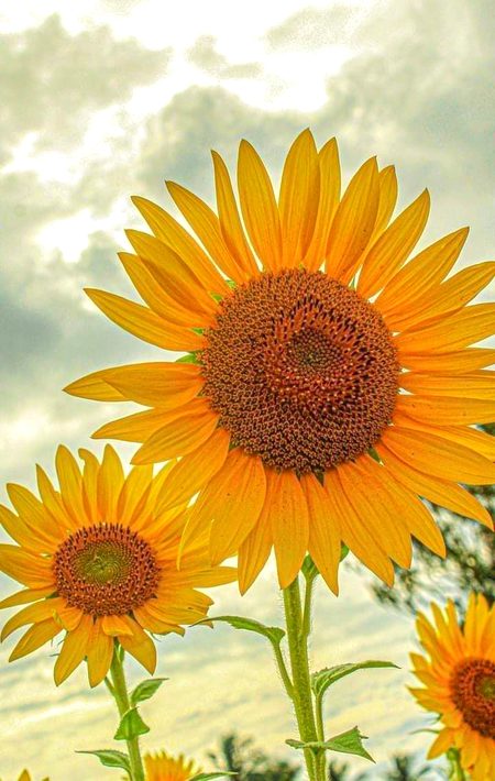 Beautiful Nature image