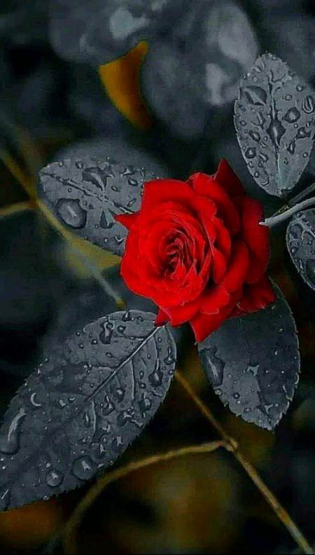 Beautiful Nature image
