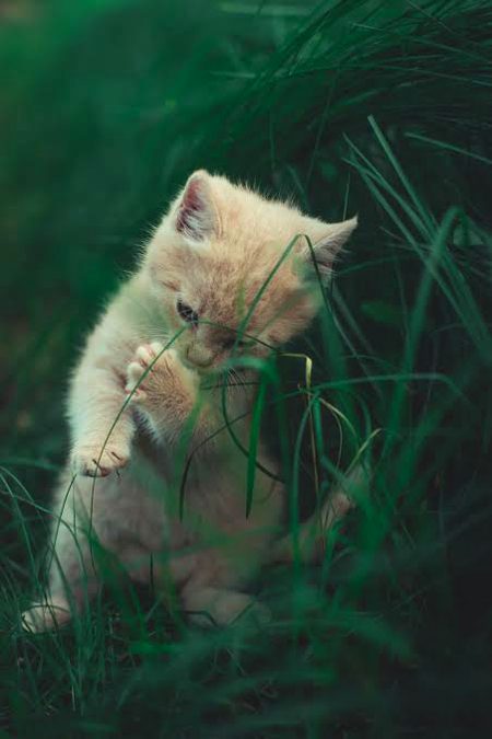Beautiful Nature image