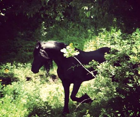 جو شخص آپ کو کھونے سے نہ ڈریں اسے پانے کی خواہش آپ بھی نہ کریں 🫥❤️🩹