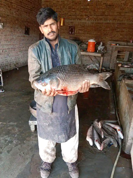 Kon SI Fish ha Ye
I think Theeli