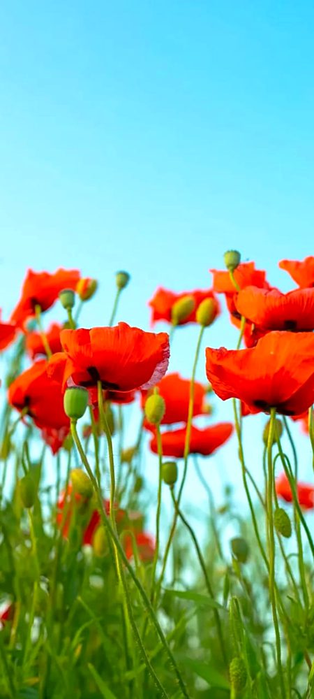 Beautiful Nature image