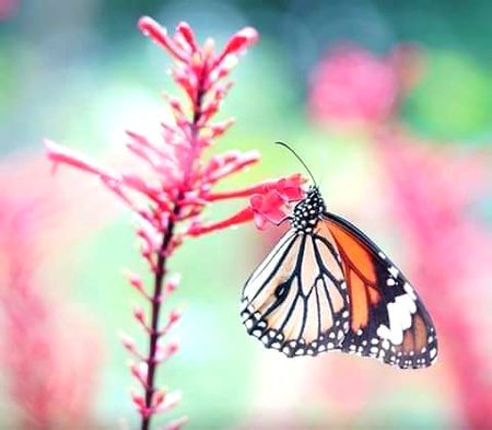 Beautiful Nature image