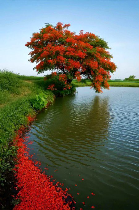 Beautiful Nature image