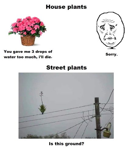 Memes & Satire image