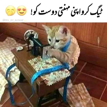Memes & Satire image