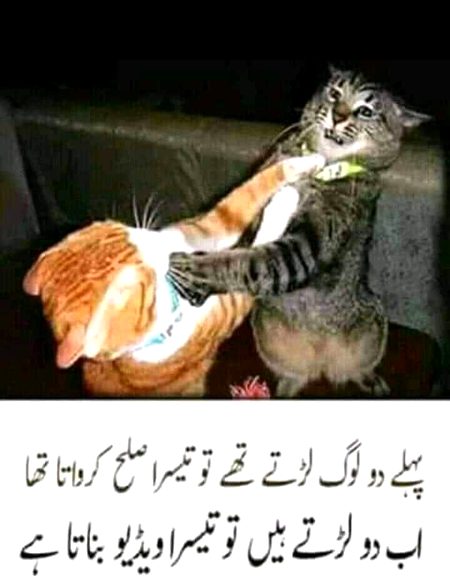 Memes & Satire image