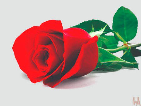 Beautiful Nature image