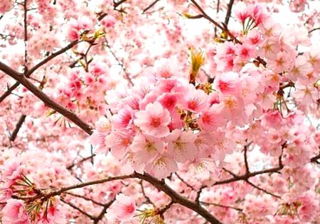 Beautiful Nature image