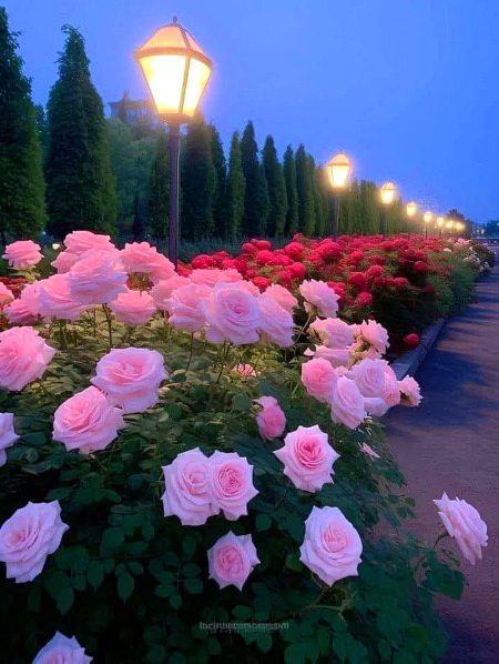 Beautiful Nature image