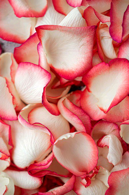 💗🌺✨🌟⭐🌠🌷💫